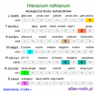 ekologiczne liczby wskaźnikowe Hieracium rothianum (jastrzębiec szczeciniasty)