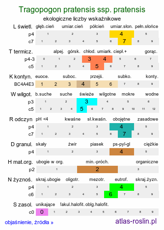 ekologiczne liczby wskaźnikowe Tragopogon pratensis ssp. pratensis (kozibród łąkowy typowy)