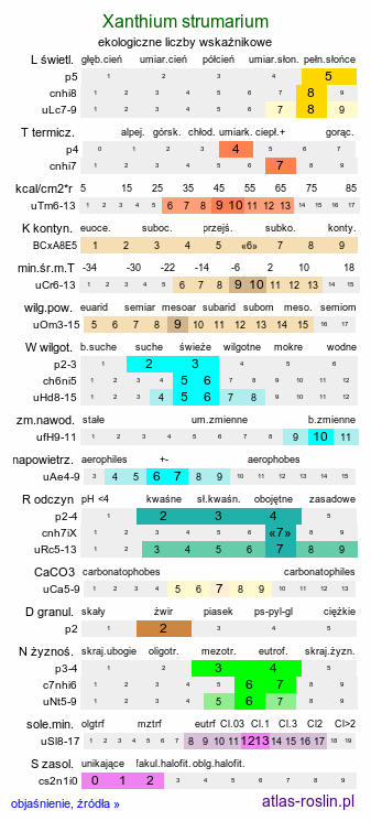 ekologiczne liczby wskaźnikowe Xanthium strumarium (rzepień pospolity)