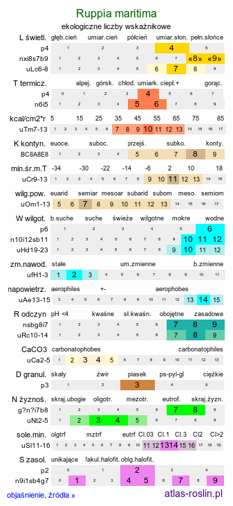 ekologiczne liczby wskaźnikowe Ruppia maritima (rupia morska)