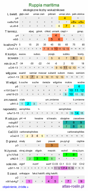 ekologiczne liczby wskaźnikowe Ruppia maritima (rupia morska)