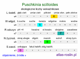 ekologiczne liczby wskaźnikowe Puschkinia scilloides (puszkinia cebulicowata)