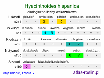 ekologiczne liczby wskaźnikowe Hyacinthoides hispanica (hiacyntowiec hiszpański)