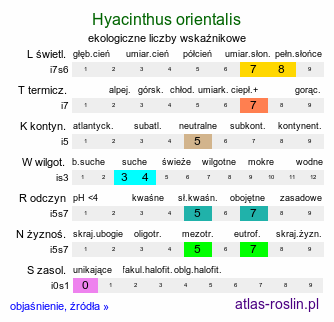 ekologiczne liczby wskaźnikowe Hyacinthus orientalis (hiacynt wschodni)