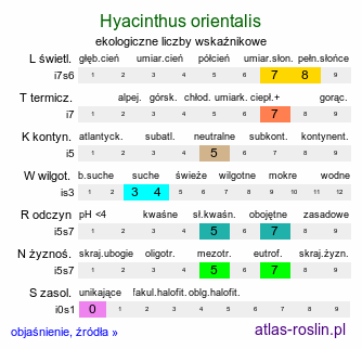 ekologiczne liczby wskaźnikowe Hyacinthus orientalis (hiacynt wschodni)