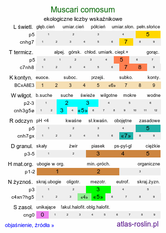 ekologiczne liczby wskaźnikowe Muscari comosum (szafirek miękkolistny)