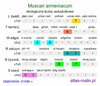 ekologiczne liczby wskaźnikowe Muscari armeniacum (szafirek armeński)