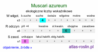 ekologiczne liczby wskaźnikowe Muscari azureum (szafirek błękitny)