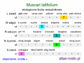 ekologiczne liczby wskaźnikowe Muscari latifolium (szafirek szerokolistny)