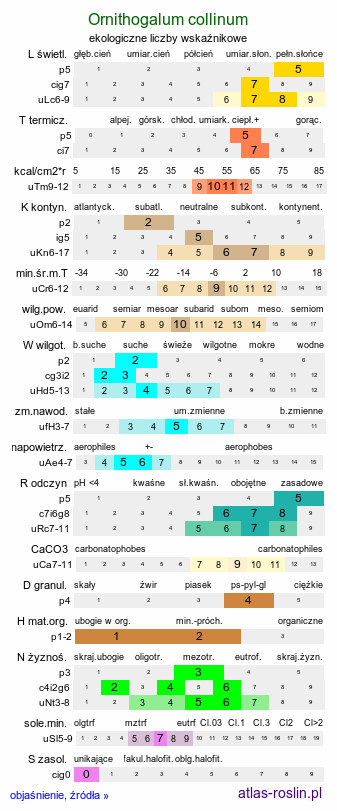 ekologiczne liczby wskaźnikowe Ornithogalum collinum (śniedek cienkolistny)