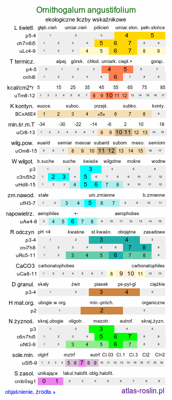 ekologiczne liczby wskaźnikowe Ornithogalum angustifolium (śniedek baldaszkowaty)
