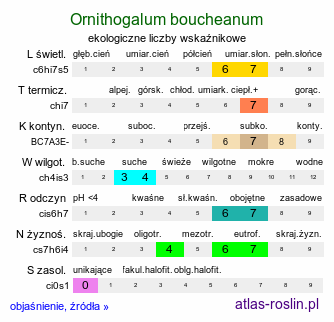 ekologiczne liczby wskaźnikowe Ornithogalum boucheanum (śniedek Bouchego)