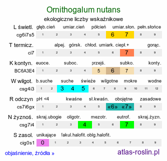 ekologiczne liczby wskaźnikowe Ornithogalum nutans (śniedek zwisły)