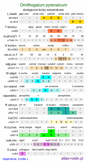 ekologiczne liczby wskaźnikowe Ornithogalum pyrenaicum (śniedek pirenejski)