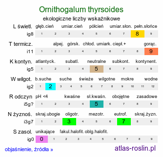 ekologiczne liczby wskaźnikowe Ornithogalum thyrsoides (śniedek wiechowaty)