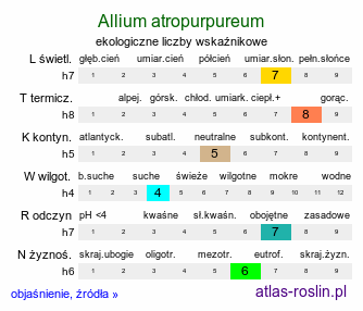 ekologiczne liczby wskaźnikowe Allium atropurpureum (czosnek purpurowy)