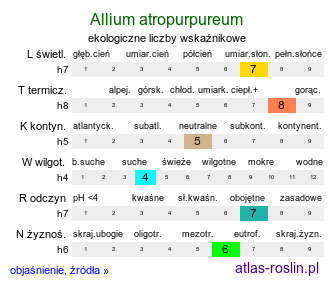 ekologiczne liczby wskaźnikowe Allium atropurpureum (czosnek purpurowy)