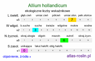 ekologiczne liczby wskaźnikowe Allium hollandicum (czosnek holenderski)