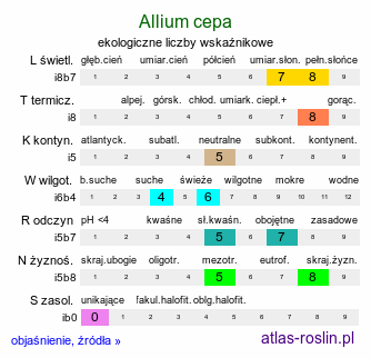 ekologiczne liczby wskaźnikowe Allium cepa (czosnek cebula)