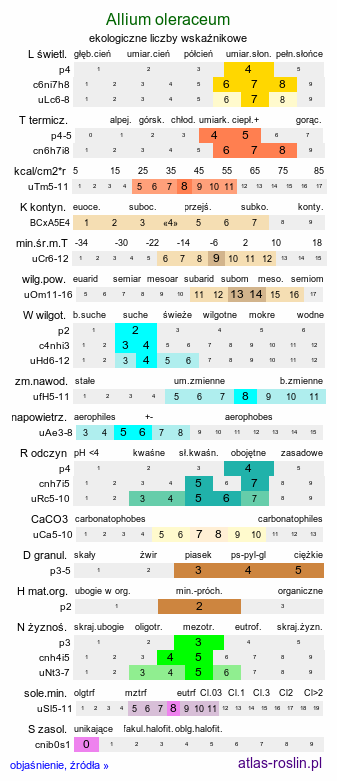 ekologiczne liczby wskaźnikowe Allium oleraceum (czosnek zielonawy)