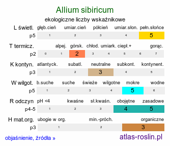 ekologiczne liczby wskaźnikowe Allium sibiricum (czosnek syberyjski)