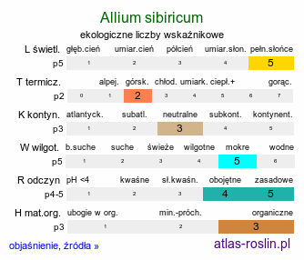 ekologiczne liczby wskaźnikowe Allium sibiricum (czosnek syberyjski)