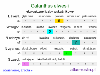 ekologiczne liczby wskaźnikowe Galanthus elwesii (śnieżyczka Elwesa)