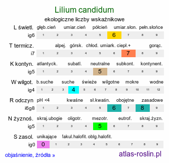 ekologiczne liczby wskaźnikowe Lilium candidum (lilia biała)