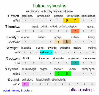 ekologiczne liczby wskaźnikowe Tulipa sylvestris (tulipan dziki)