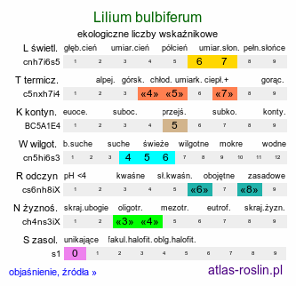 ekologiczne liczby wskaźnikowe Lilium bulbiferum (lilia bulwkowata)
