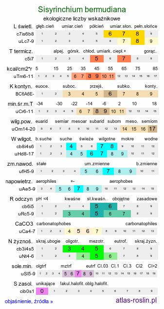 ekologiczne liczby wskaźnikowe Sisyrinchium bermudiana (miecznica wąskolistna)