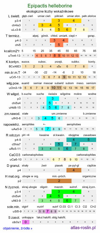 ekologiczne liczby wskaźnikowe Epipactis helleborine (kruszczyk szerokolistny)