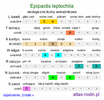 ekologiczne liczby wskaźnikowe Epipactis leptochila (kruszczyk ostropłatkowy)