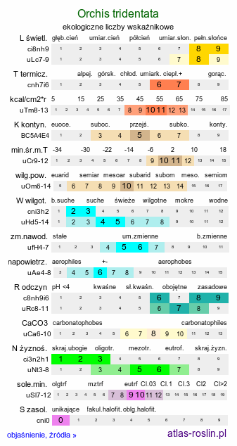 ekologiczne liczby wskaźnikowe Orchis tridentata (storczyk trójzębny)