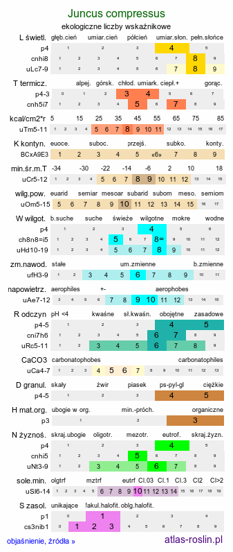 ekologiczne liczby wskaźnikowe Juncus compressus (sit ścieśniony)