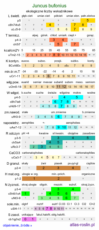 ekologiczne liczby wskaźnikowe Juncus bufonius (sit dwudzielny)