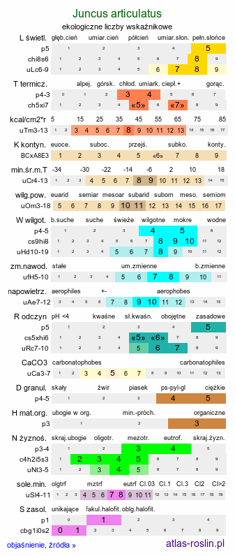 ekologiczne liczby wskaźnikowe Juncus articulatus (sit członowaty)