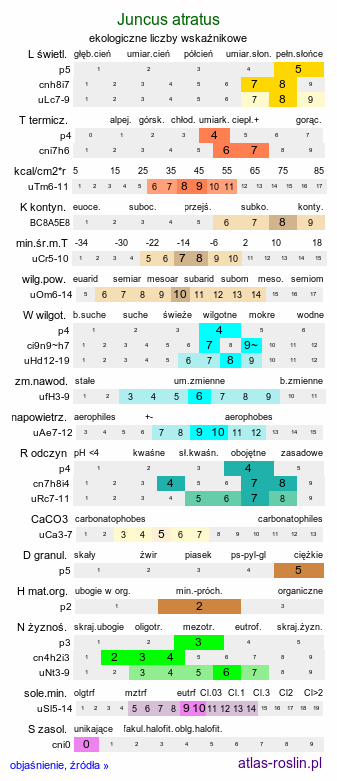 ekologiczne liczby wskaźnikowe Juncus atratus (sit czarny)