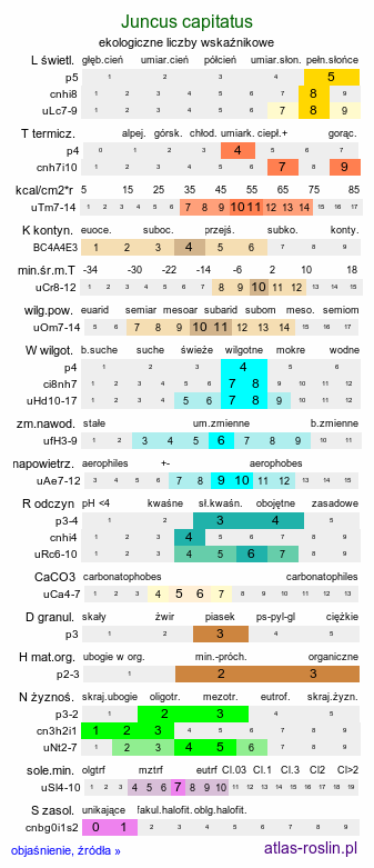 ekologiczne liczby wskaźnikowe Juncus capitatus (sit główkowaty)