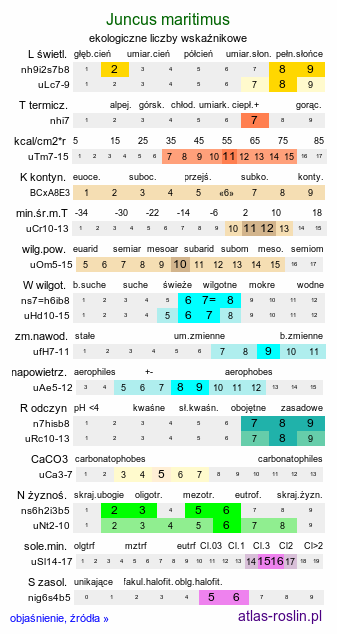 ekologiczne liczby wskaźnikowe Juncus maritimus (sit morski)