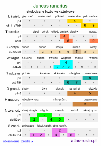 ekologiczne liczby wskaźnikowe Juncus ranarius (sit żabi)