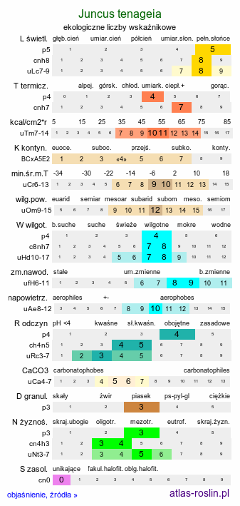 ekologiczne liczby wskaźnikowe Juncus tenageia (sit błotny)