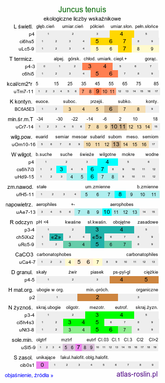 ekologiczne liczby wskaźnikowe Juncus tenuis (sit chudy)