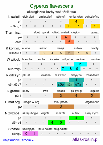 ekologiczne liczby wskaźnikowe Cyperus flavescens (cibora żółta)