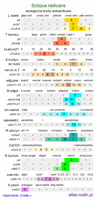 ekologiczne liczby wskaźnikowe Scirpus radicans (sitowie korzenioczepne)