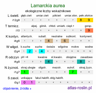 ekologiczne liczby wskaźnikowe Lamarckia aurea (lamarkia złota)