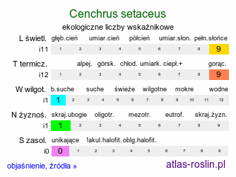 ekologiczne liczby wskaźnikowe Cenchrus setaceus (rozplenica szczecinkowata)