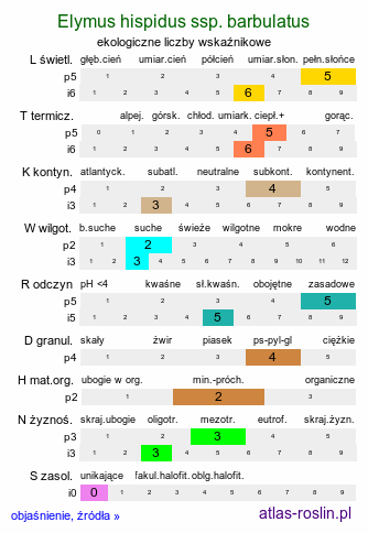ekologiczne liczby wskaźnikowe Elymus hispidus ssp. barbulatus (perz siny szczeciniasty)