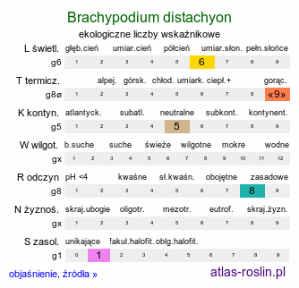 ekologiczne liczby wskaźnikowe Brachypodium distachyon (kłosownica dwukłoskowa)