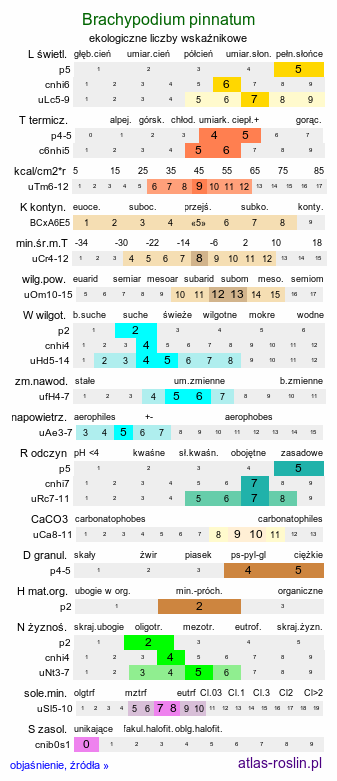 ekologiczne liczby wskaźnikowe Brachypodium pinnatum (kłosownica pierzasta)